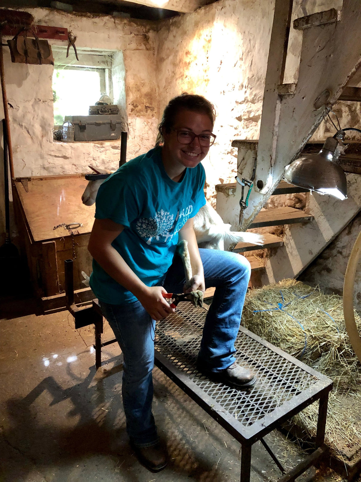 A young woman in a teal T-shirt smiling as she trims a white goat's hoof on a grooming stand under a heat lamp in a whitewashed stone barn