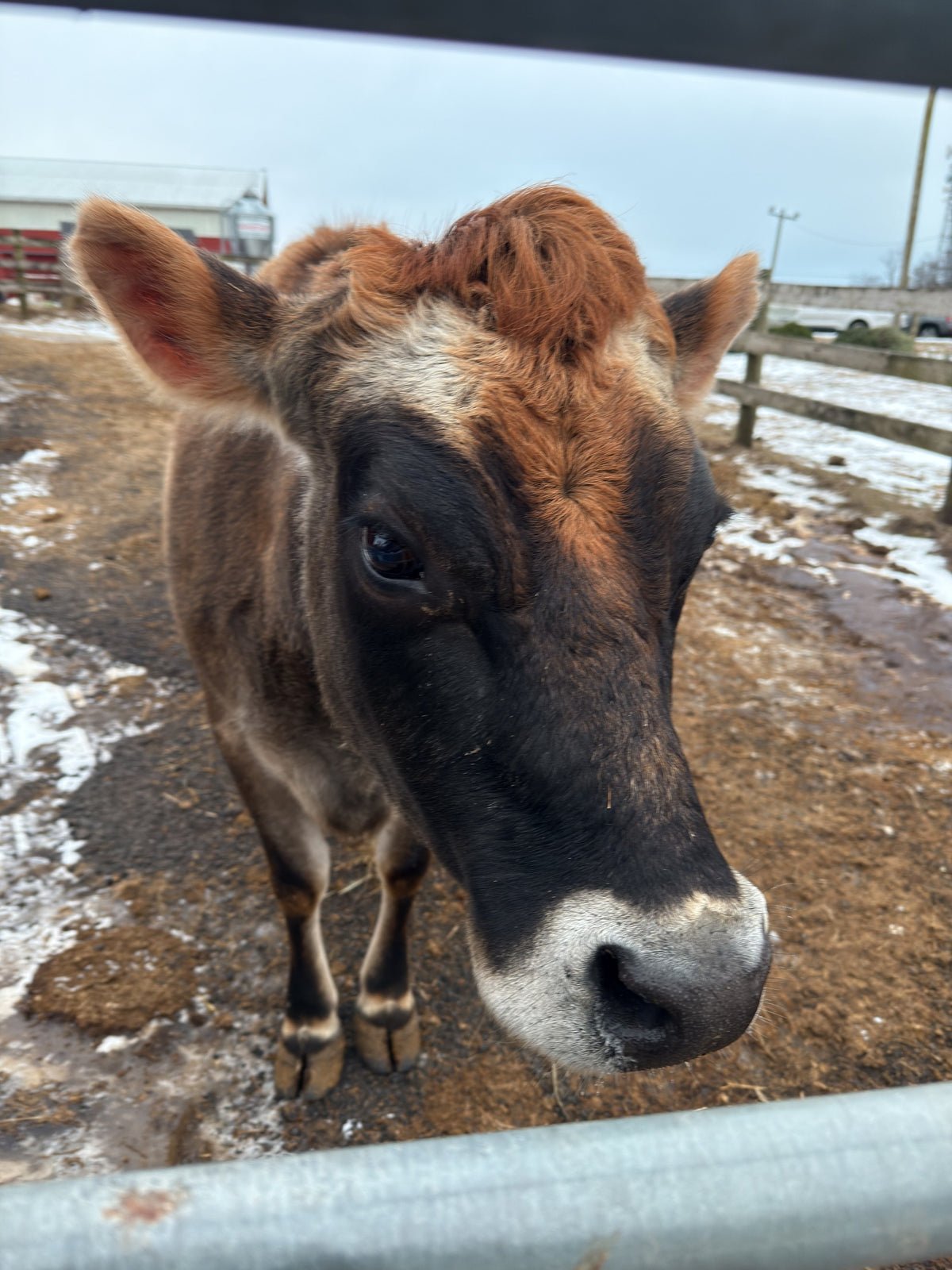 Young fawn Jersey heifer in a muddy, part-snowy paddock, head lowered over a galvanized gate rail with her nose toward the camera