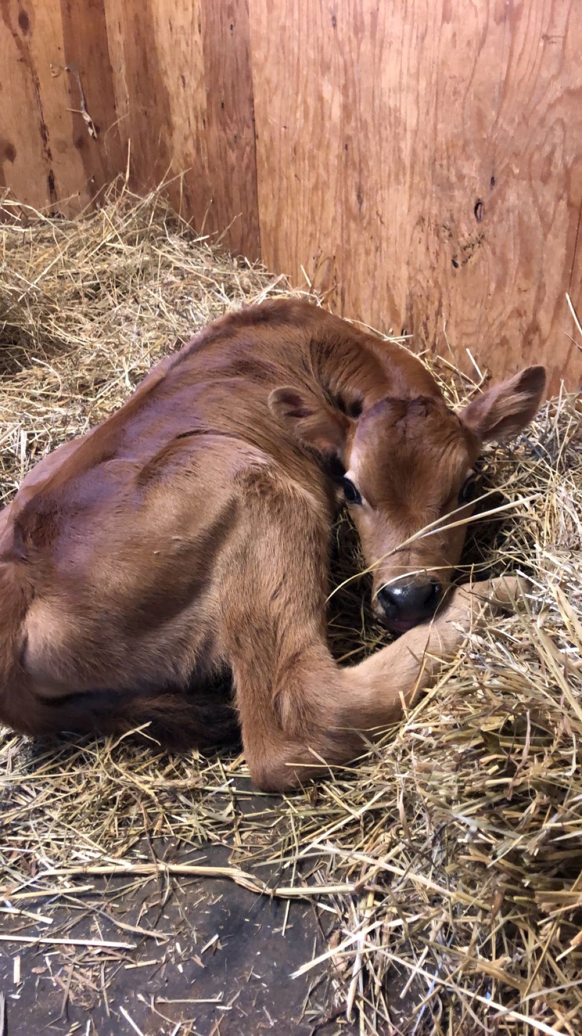 Young Jersey calf curled up resting in deep straw against a plywood stall wall, head turned back toward the camera