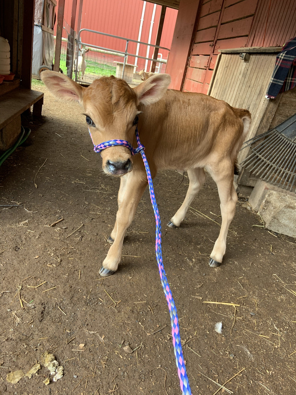 Young Jersey calf in a pink-and-blue rope halter standing in a barn alleyway facing the camera, red barn boards behind and goats in a pen beyond