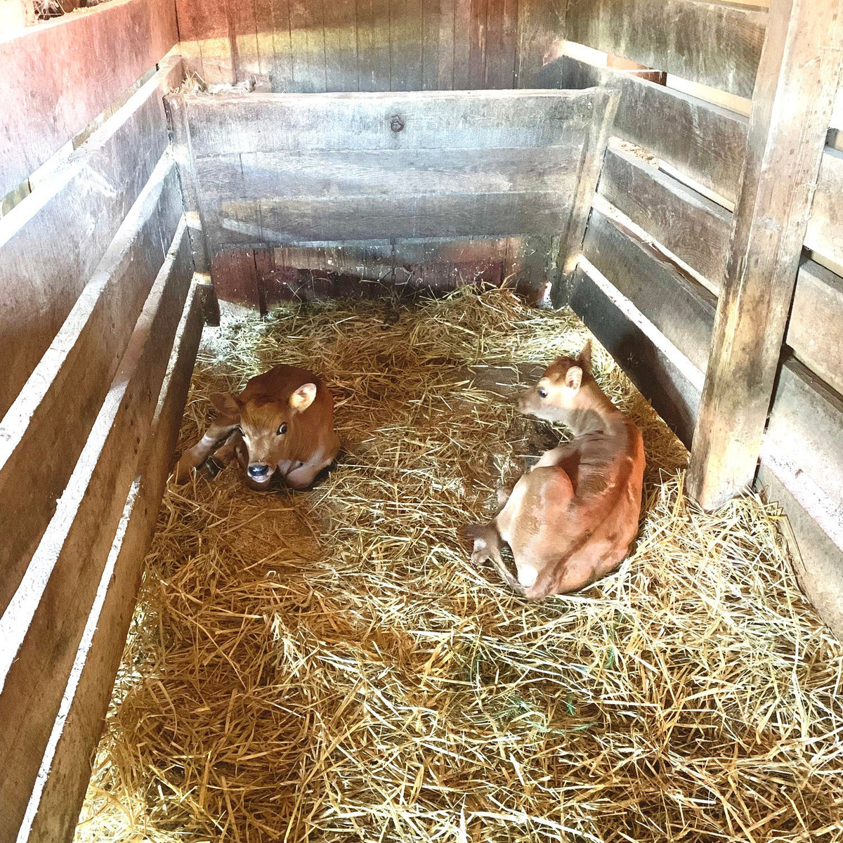 Two young Jersey calves lying in deep straw bedding inside a weathered wooden box stall