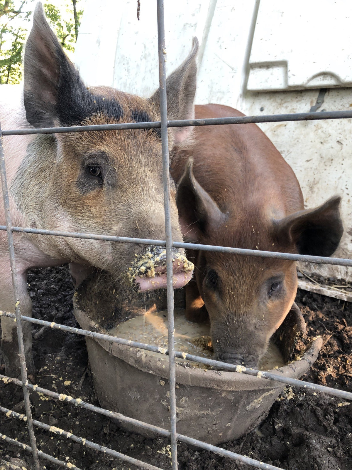 Two young pigs, one gray agouti and one red Duroc type, eating mash from a rubber pan behind a wire panel fence