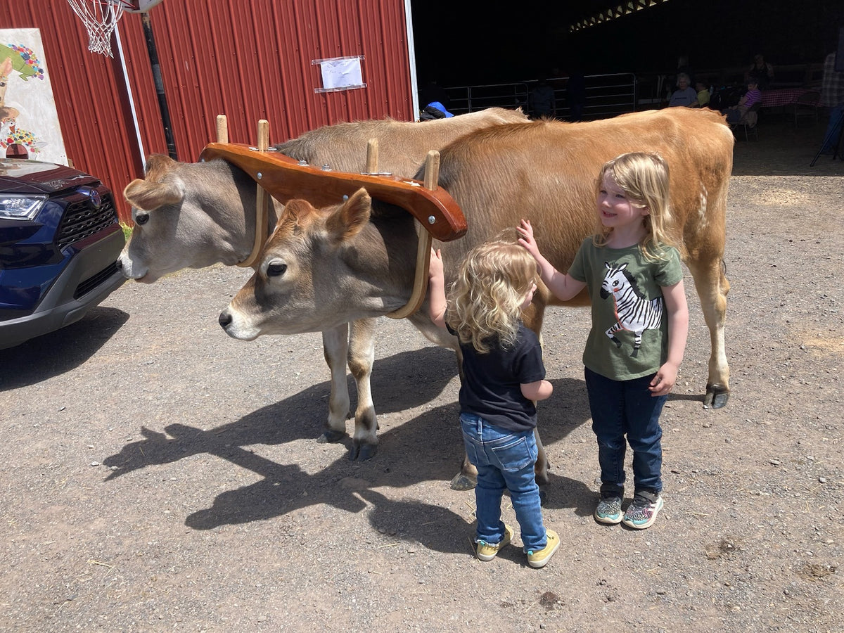 Two young Jersey oxen in a wooden neck yoke beside a red barn, with children reaching up to pet them