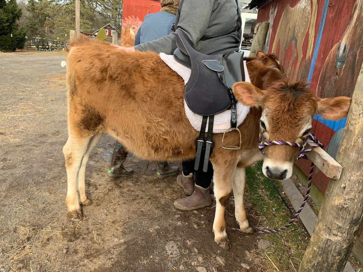 A young Jersey ox in a saddle and rope halter beside a barn wall painted with animal murals