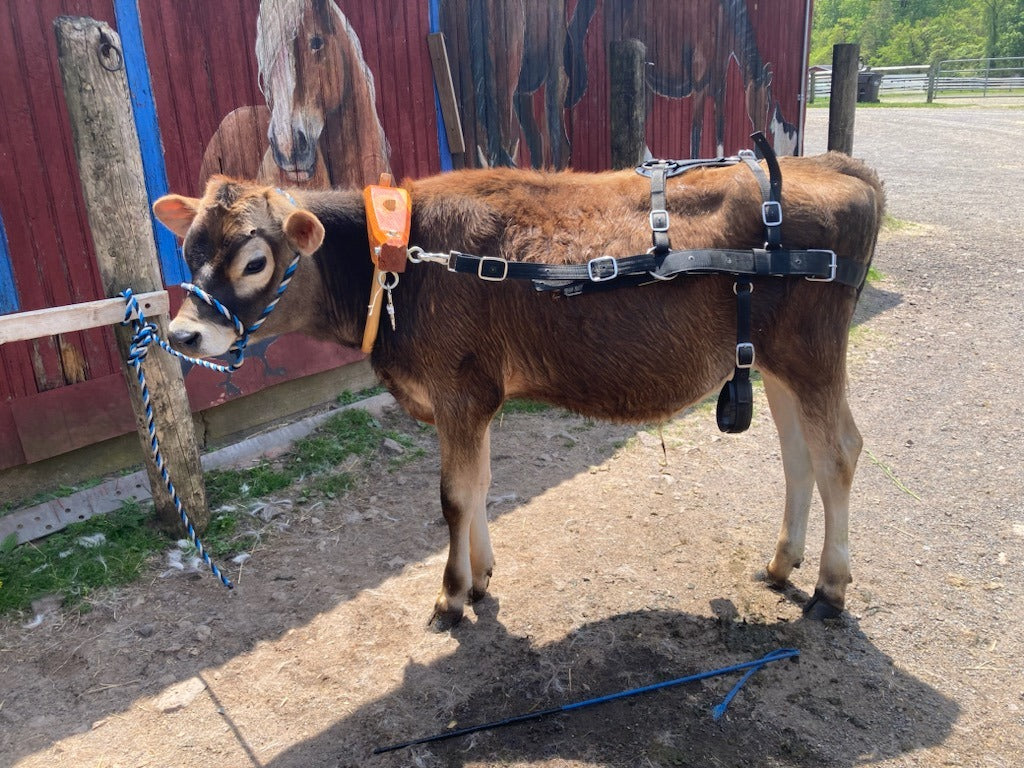 A young steer calf in a leather training harness, tied to a post by a red barn
