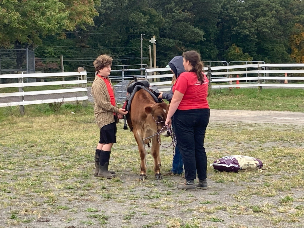 Three people working with a young steer wearing a pack in a grass paddock