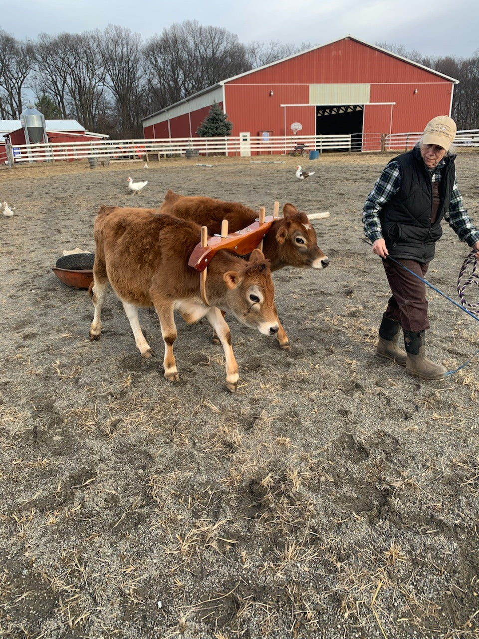 Two young steers yoked together being led on a rope across the farm