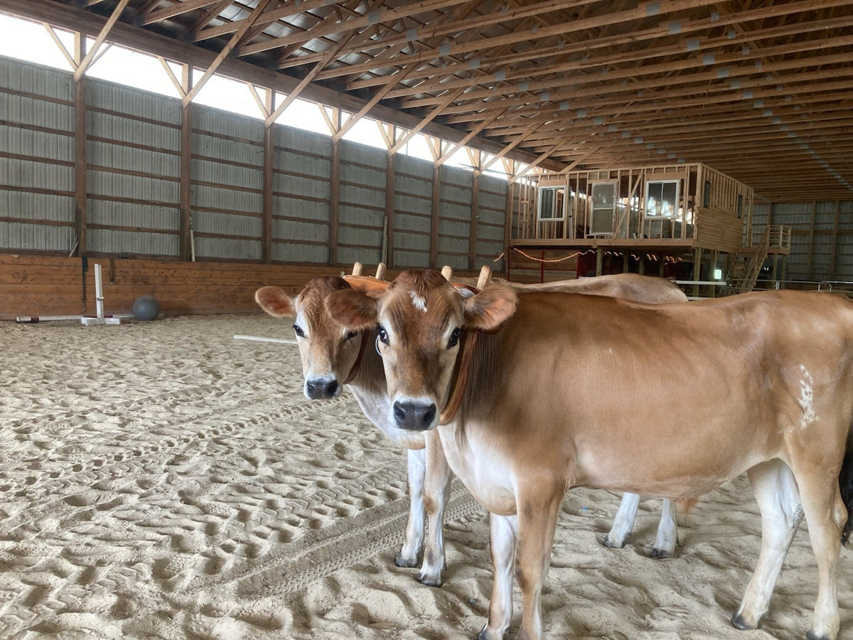 A pair of young Jersey oxen standing yoked in the indoor arena