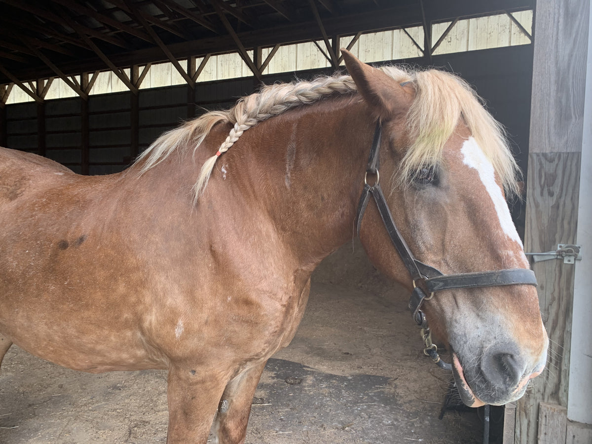 Close portrait of a chestnut draft horse with a braided flaxen mane and a broad white blaze