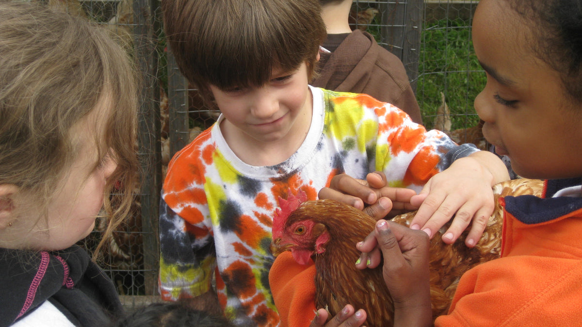 Three young children clustered around a brown hen held by a fourth child, all reaching in to stroke its feathers