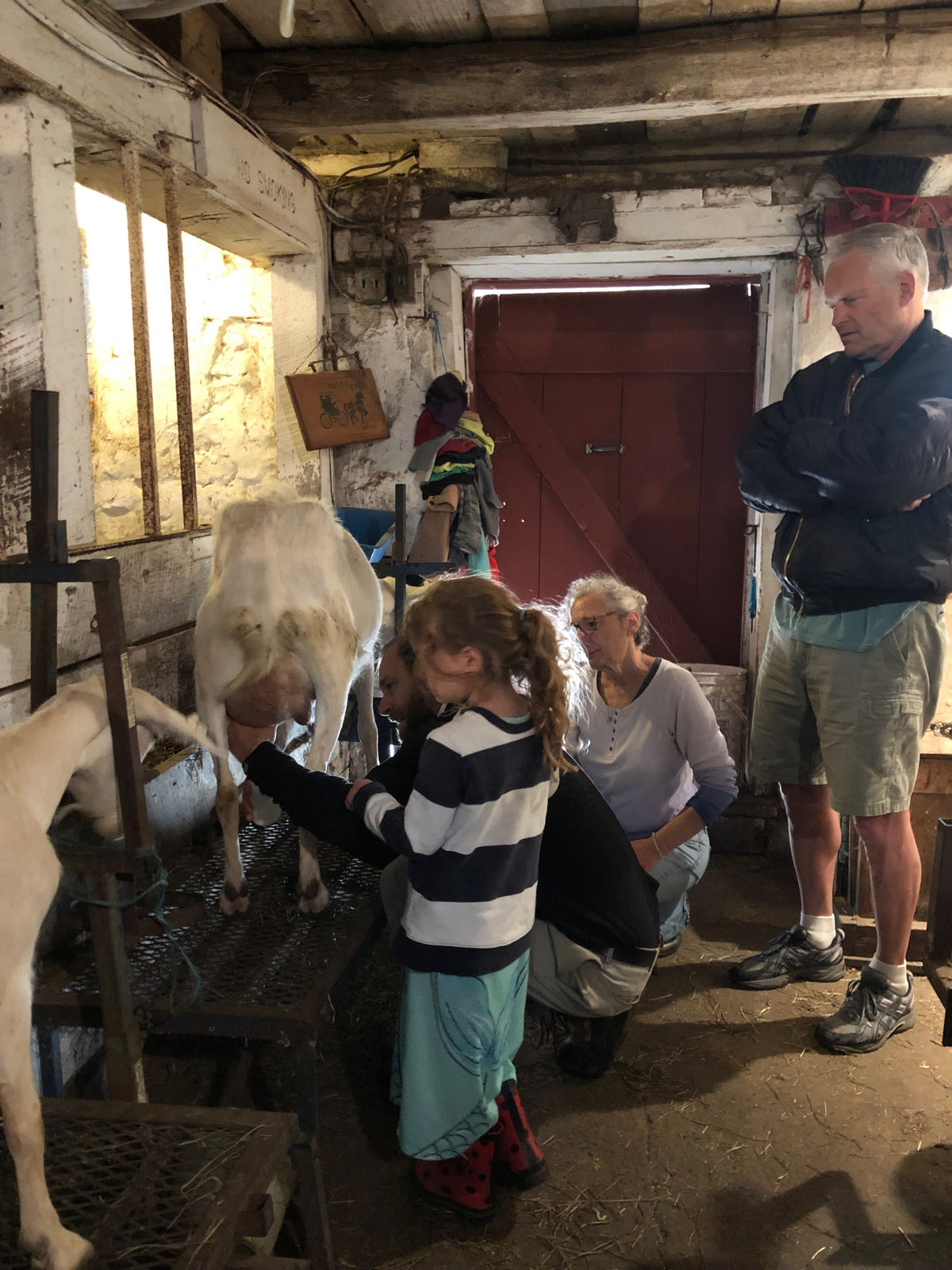 A white dairy goat on a raised metal milking stand in the stone barn, a child reaching up to milk it