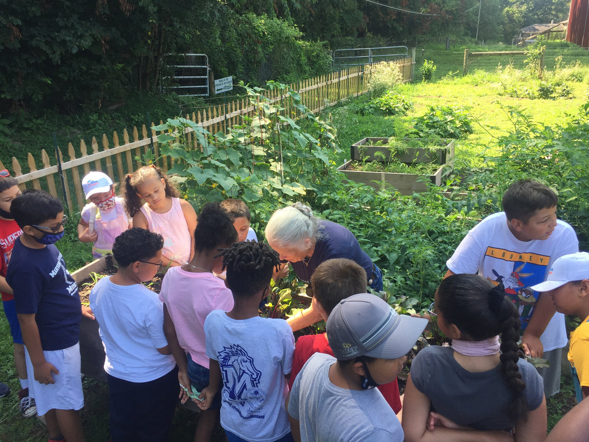 A school group crowded around raised vegetable beds while an adult bends over the bed showing them chard and herb plants