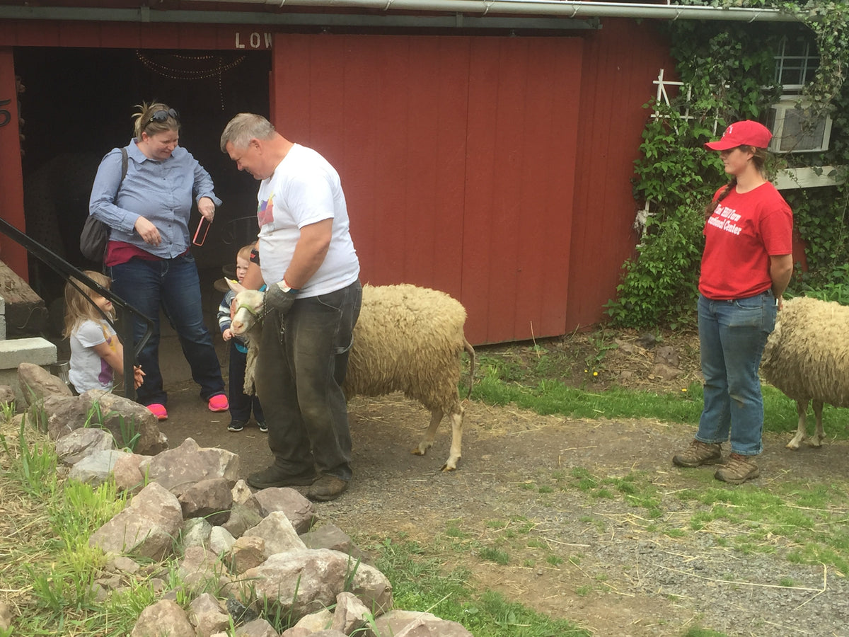 An adult holding a haltered white sheep by the chin on the gravel yard outside the red barn, watched by a visitor and two small children
