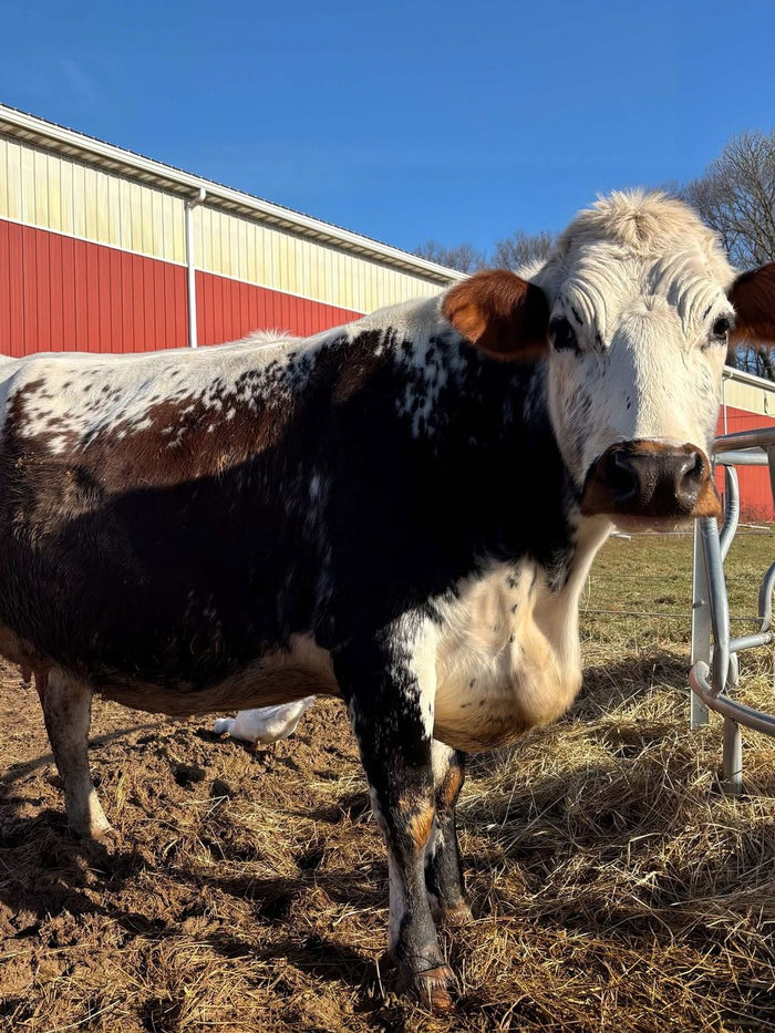 A Jersey cow wearing a Santa hat, standing in the winter paddock