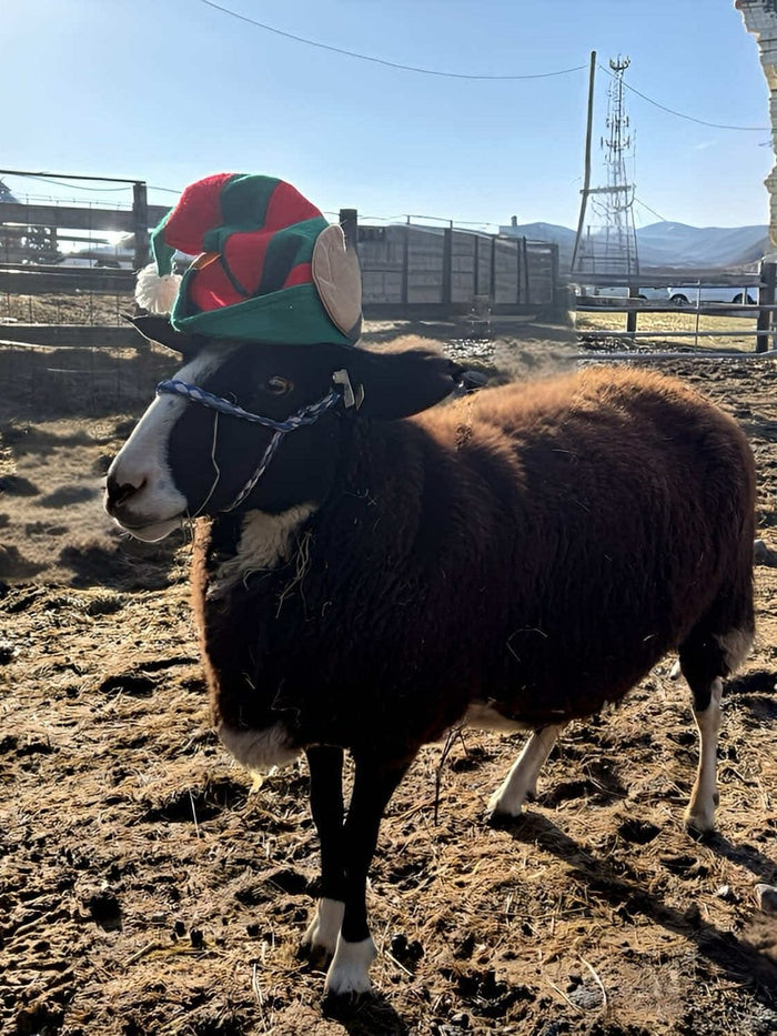 A dark-fleeced ewe in a knitted holiday hat in the winter paddock