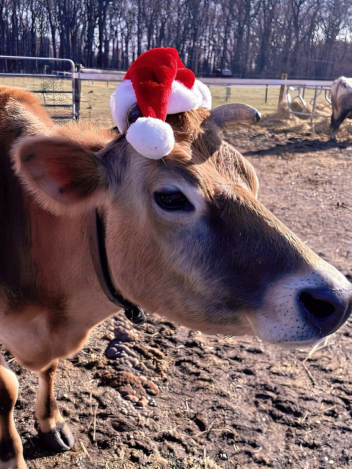 A fawn Jersey cow in a Santa hat, close up in the paddock