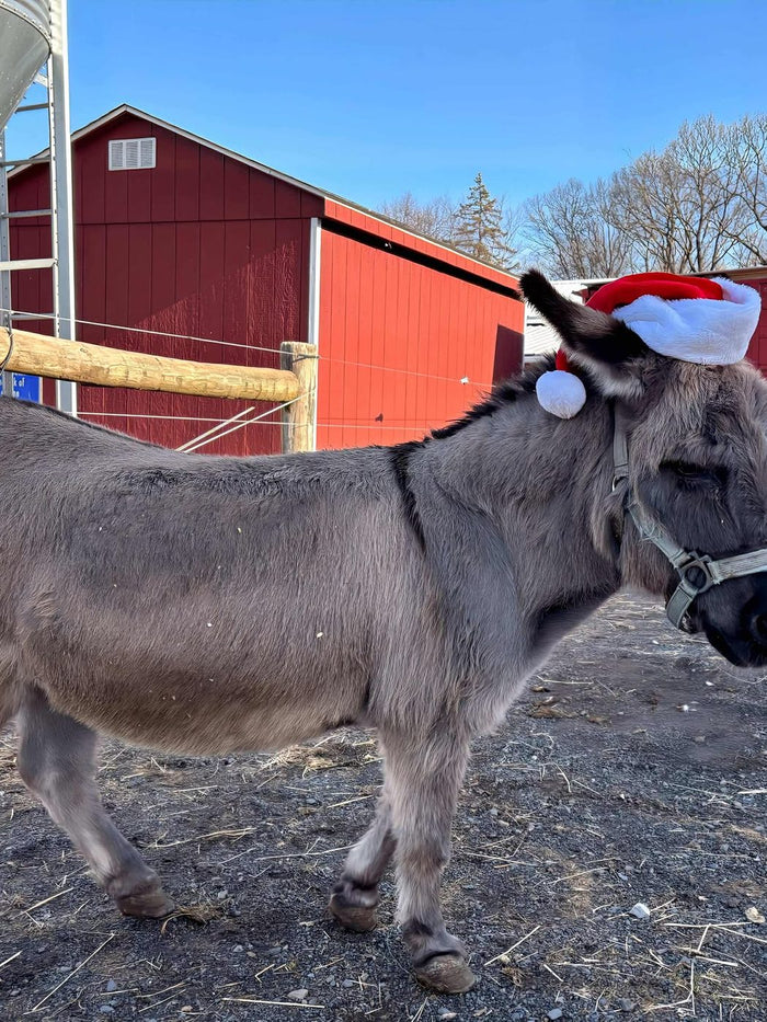 Leroy, gray with a dark mane, wearing a Santa hat beside the red barn