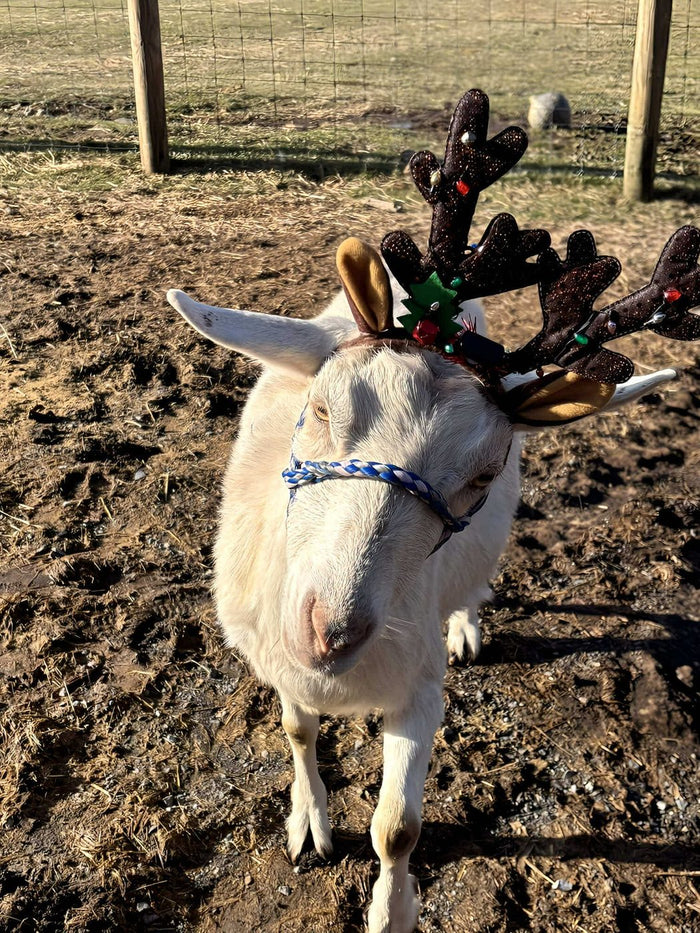 A white Alpine goat wearing reindeer antlers, facing the camera