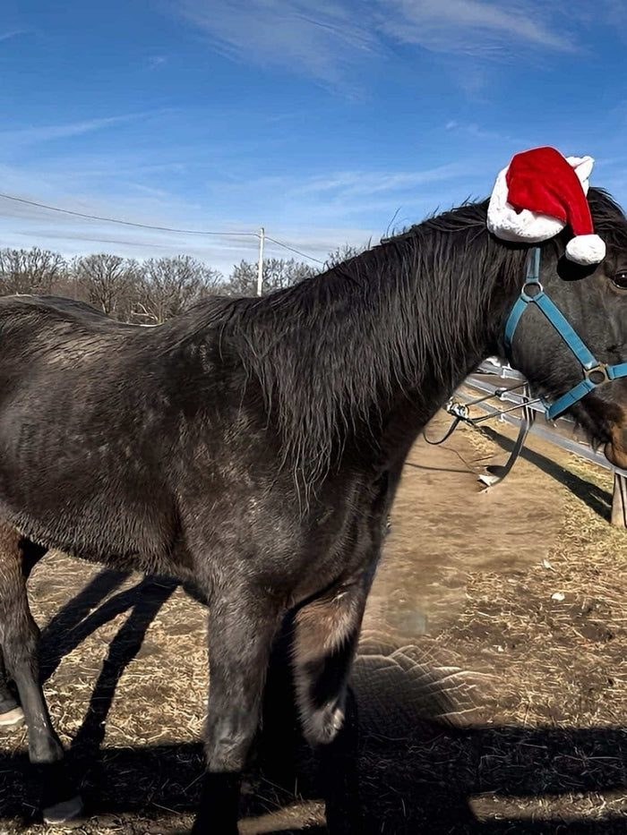 A dark Standardbred horse in a Santa hat standing in the winter field