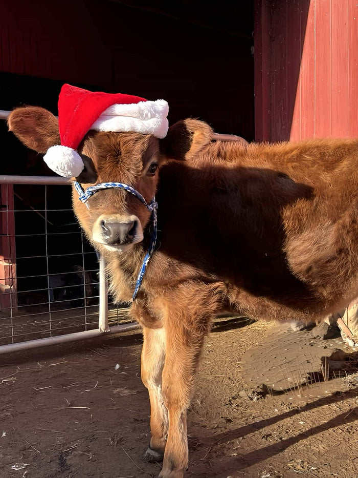 A Jersey bull calf in a red halter, wearing a Santa hat, in front of the barn