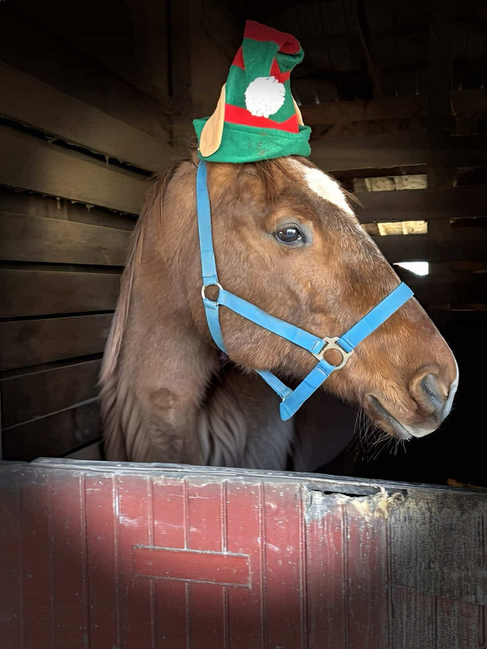 A thoroughbred horse in a green elf hat looking out of her stall