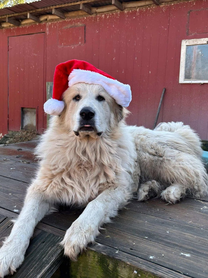 A Great Pyrenees in a Santa hat lying on a picnic table by the barn
