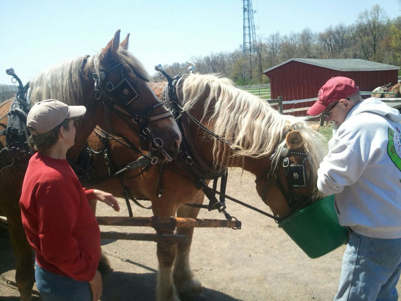 Draft horses at the watering trough