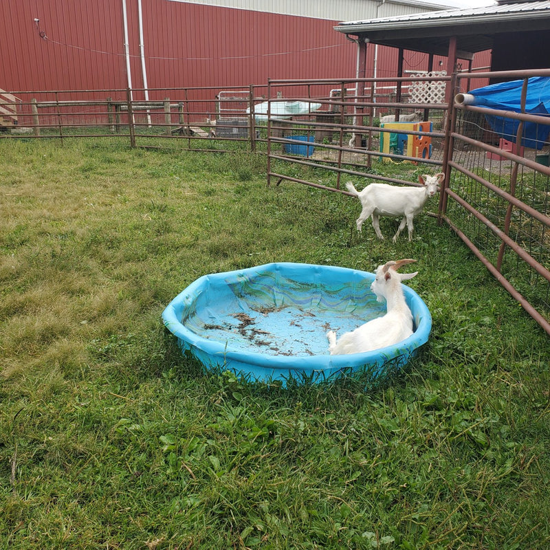The farm's gardens and pasture