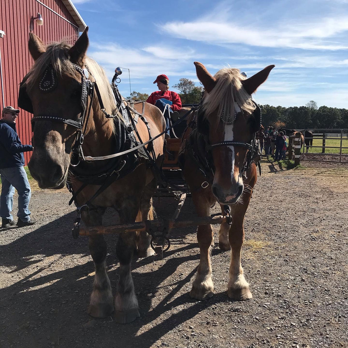 Two draft horses pulling a wagon, with a driver in a red jacket, barn behind them