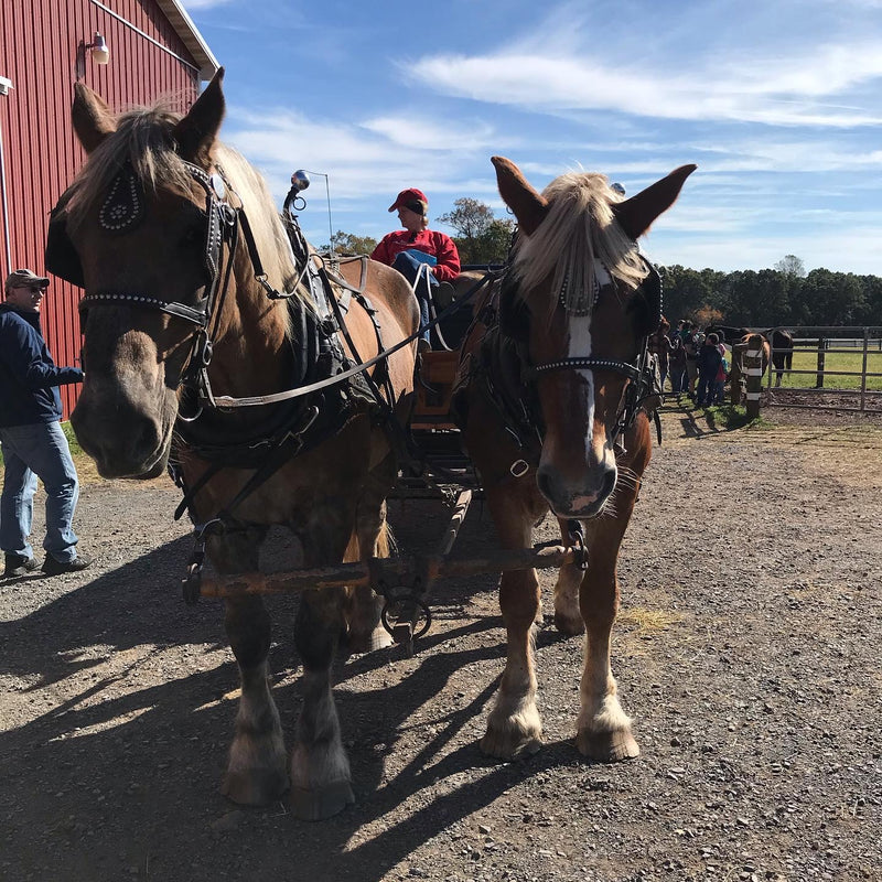 Two draft horses pulling a wagon, with a driver in a red jacket, barn behind them