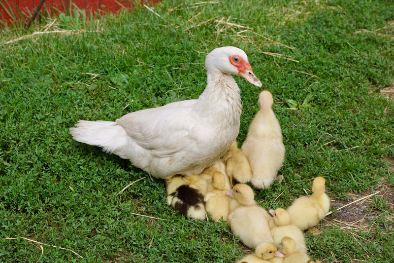 A Muscovy duck hen with a group of ducklings on the grass