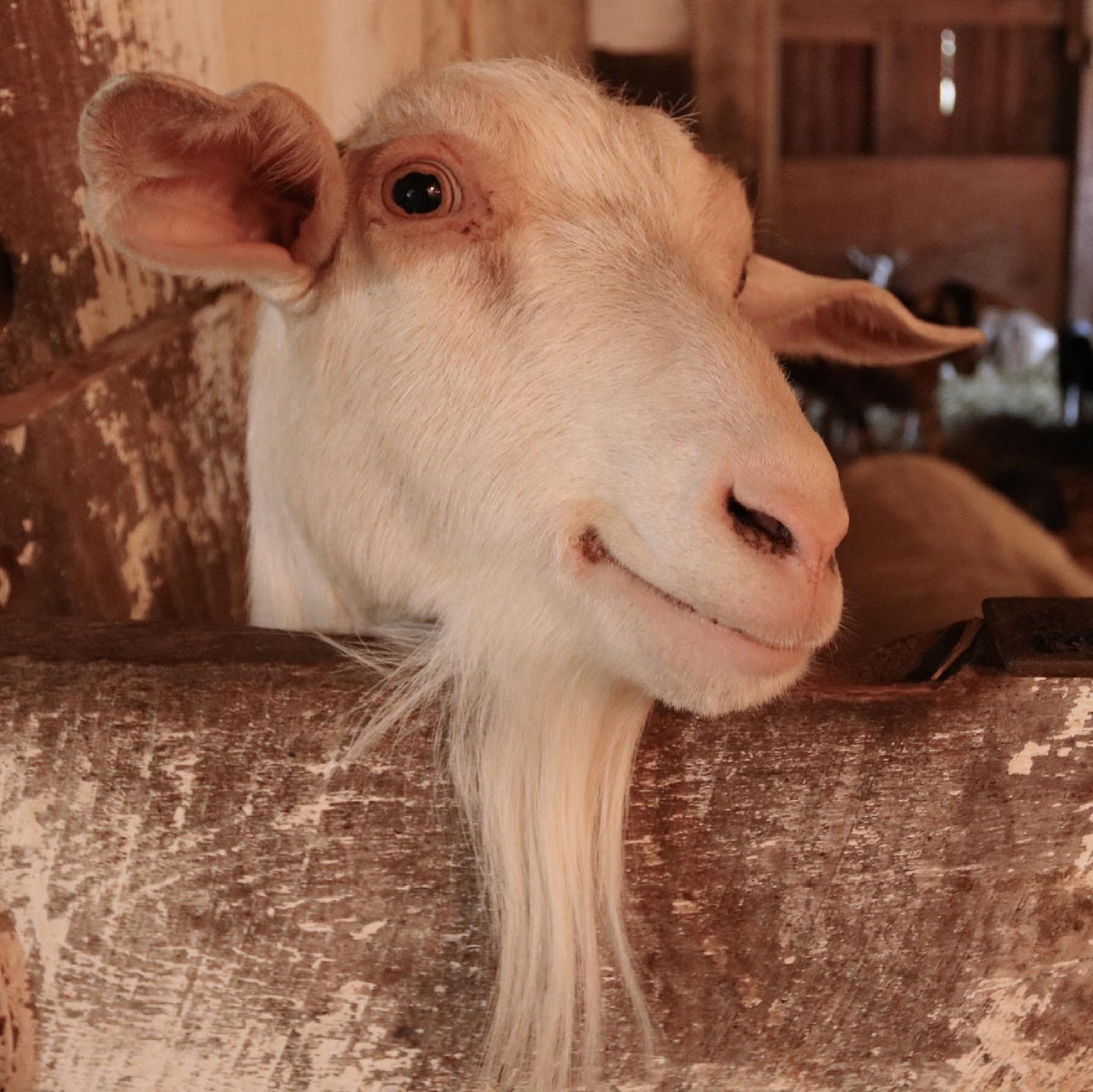 A goat resting its chin on a stall rail