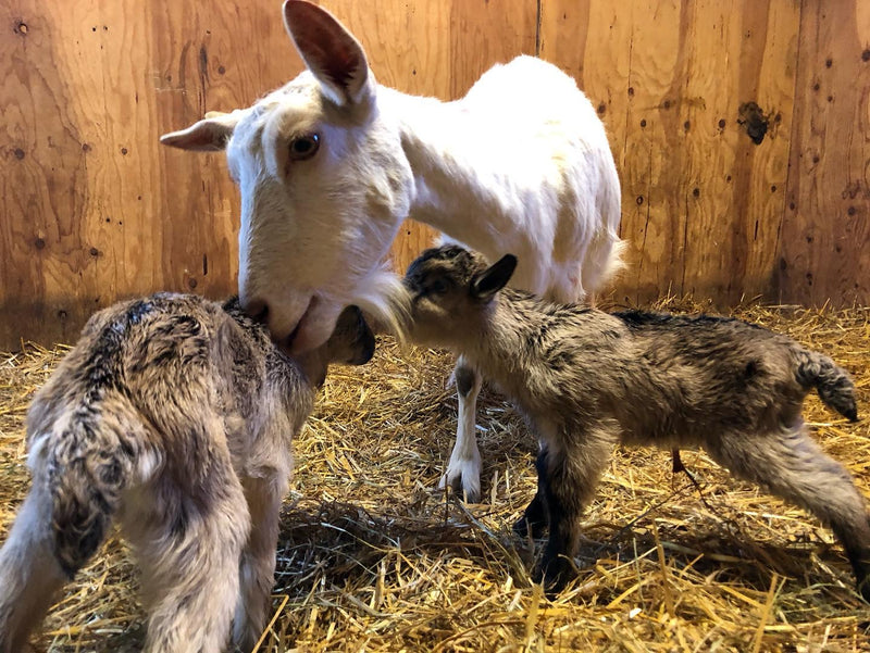A mother goat with two newborn kids in the barn