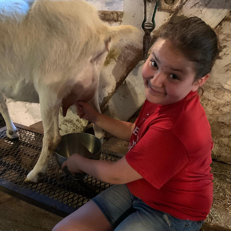Hand-milking a goat in the morning