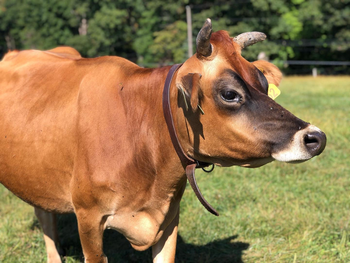 A Jersey cow with horns and an ear tag standing in a pasture