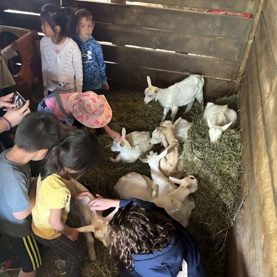 Kids petting baby goats together in a barn stall