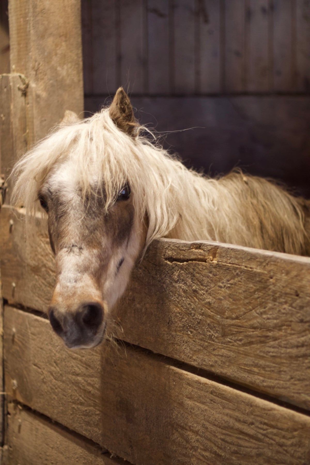 A palomino pony looking out over its stall door