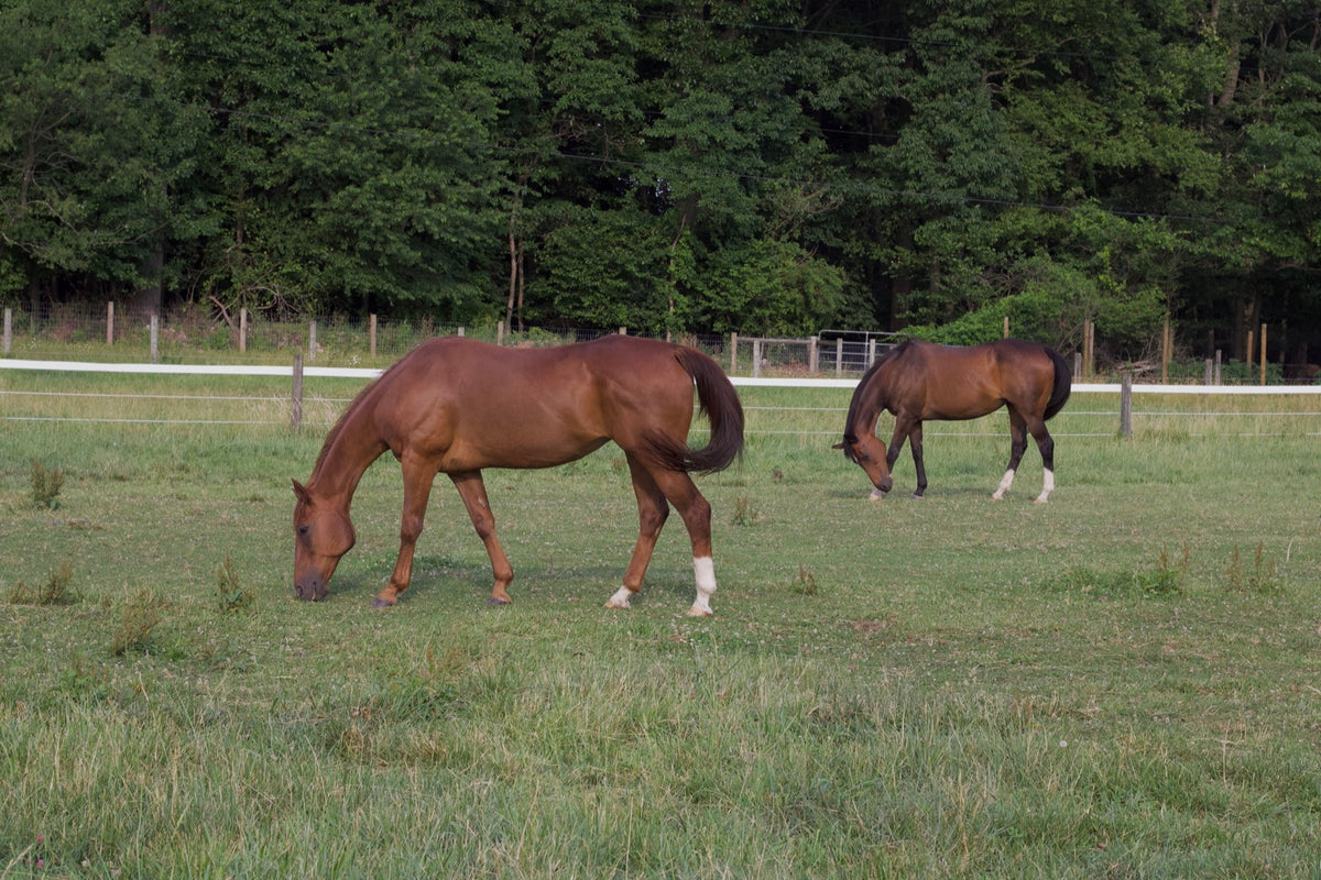 Two horses grazing in a green pasture with trees in the background
