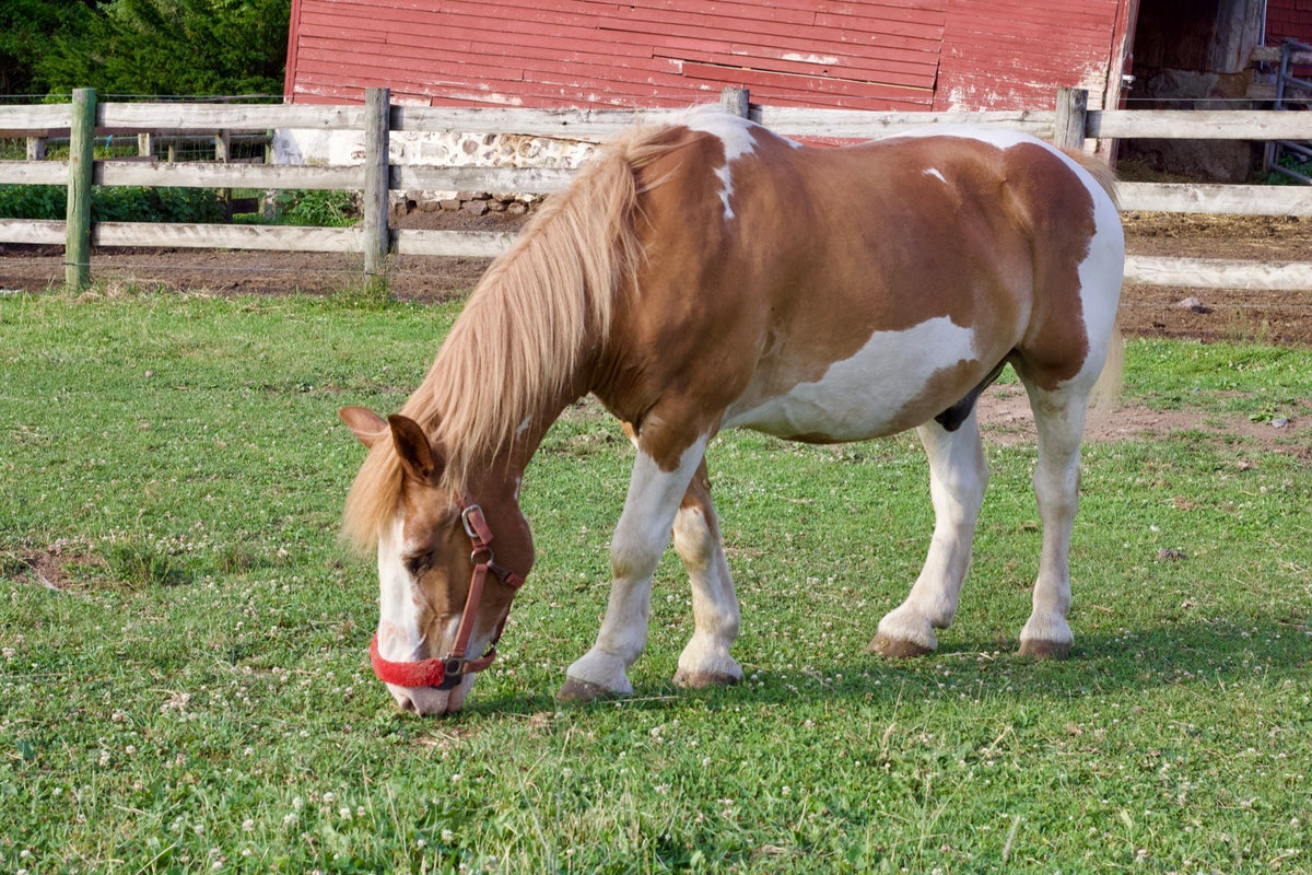 A pinto draft horse grazing in front of the red barn